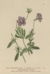 Valderia Viooltje
