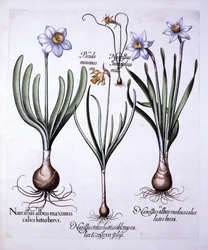 Diverse Narcissen, uit Hortus Eystettensis, door Basil Besler, 1613