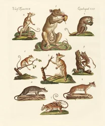 Verschillende soorten buideldieren
