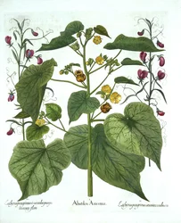 Fluweelblad en Lathyrus, uit Hortus Eystettensis, door Basil Besler, 1613