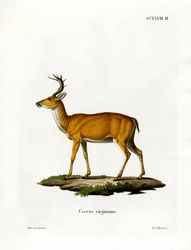 Virginiahert
