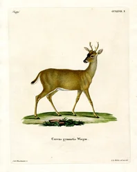 Virginiahert
