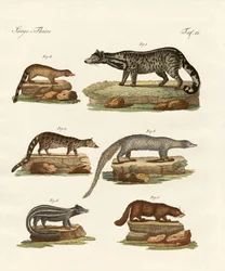 Viverras, zibets, stinkdieren