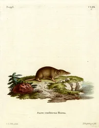 Waterspitsmuis