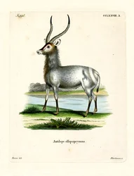 Waterbok