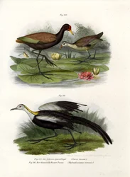 Wattel Jacana, 1864