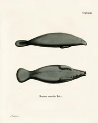 West-Indische Zeekoe
