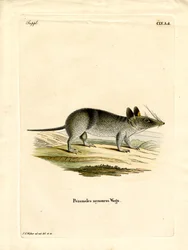 Westelijke Gestreepte Bandicoot