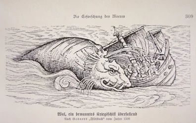 Walvis valt een schip aan