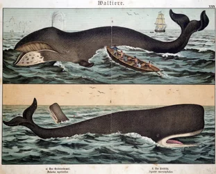 Walvis, in 