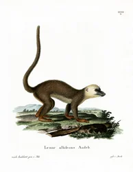 Witkopmaki