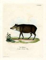 Witlippekari