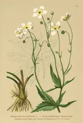 Witte Bachelors Knopen