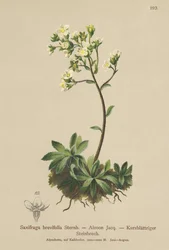 Witte Bergsteenbreek