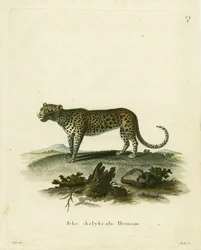 Wilde Kat