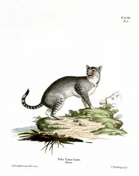 Wilde Kat