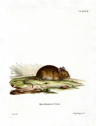 Bosmuis