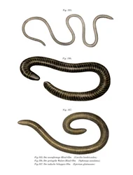 Wormachtige Caecilia