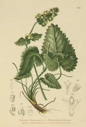 Gele Betonie (Betonica Alopecurus, Stachys alopecuros)