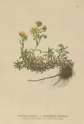 Gele Bergsteenbreek