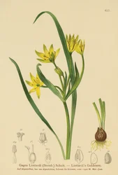 Gele Ster van Bethlehem (Gagea Liottardi, Gagea lutea, Gagea fragifera, Ornithogalum minimum var. fragiferum, Gagea fistulosa subsp. liotardii)