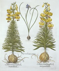 Gele Turkscap Lelie met bol en Dwerg Blauwooggras, uit Hortus Eystettensis, door Basil Besler, gepubliceerd 1613