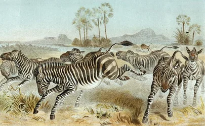 Zebra, plaat uit 