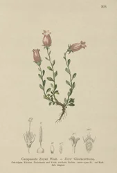 Zois Klokjesbloem