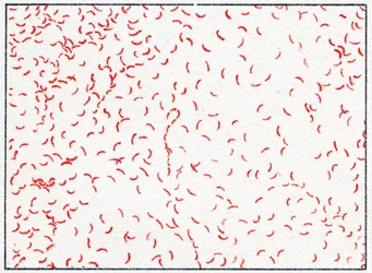 Bacterie Vibrio cholerae