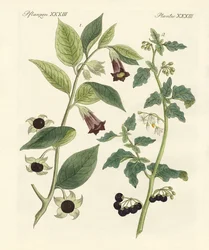 Inheemse giftige planten