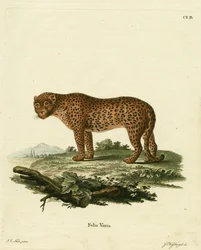 Panter