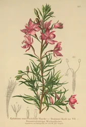 Rozemarijnbladige Wilgenroosje