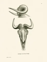 Takin schedel (gekleurde gravure)