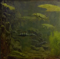 Snoek en Baars in een Aquarium