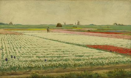 Tulpenvelden