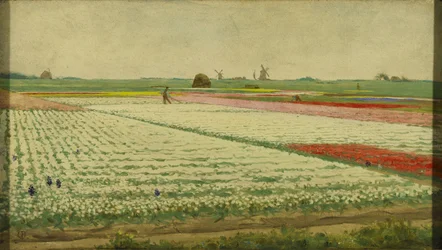 Tulpenvelden