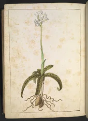 Een plant met witte bloemblaadjes, uit "Schilderijen van Flora van de Romeinse Staten" door Gherardo Cibo