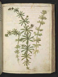 Een plant met groene bladeren, uit 