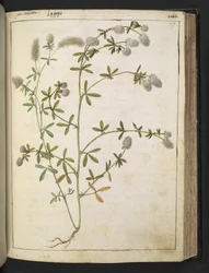 Een plant met witte bloemen, uit "Schilderijen van Flora van de Romeinse Staten" door Gherardo Cibo, Add MS 22333, f117r, c.1564-84