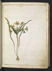 Een plant met gele bloemen, uit "Schilderijen van Flora van de Romeinse Staten" door Gherardo Cibo