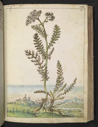 Achillea millefolium: Een hoge varenachtige plant met witte bloemen, uit 