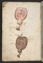 Schilderijen van flora van de Romeinse staten, c.1564-84