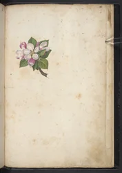 Add MS 22333 f61r, Bloesem, uit 