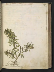 Ajuga chamaepitys: Een plant met groene bladeren en gele bloemen, uit "Schilderijen van Flora van de Romeinse Staten" door Gherardo Cibo