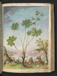 Alchemilla vulgaris (Vrouwenmantel), uit "Schilderijen van Flora van de Romeinse Staten" door Gherardo Cibo