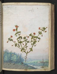 Anagalis arvensis: Een plant met rode bloemen, uit "Schilderijen van Flora van de Romeinse Staten" door Gherardo Cibo