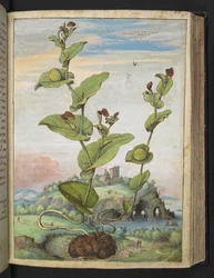 Aristolochia rotunda: Een vrucht dragende plant, uit "Schilderijen van Flora van de Romeinse Staten" door Gherardo Cibo