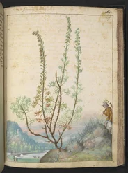 Artemisia abrotanum (citroenkruid), uit 