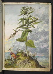 Asclepias, uit 