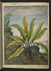 Asplenium scolopendrium, uit "Schilderijen van Flora van de Romeinse Staten" door Gherardo Cibo